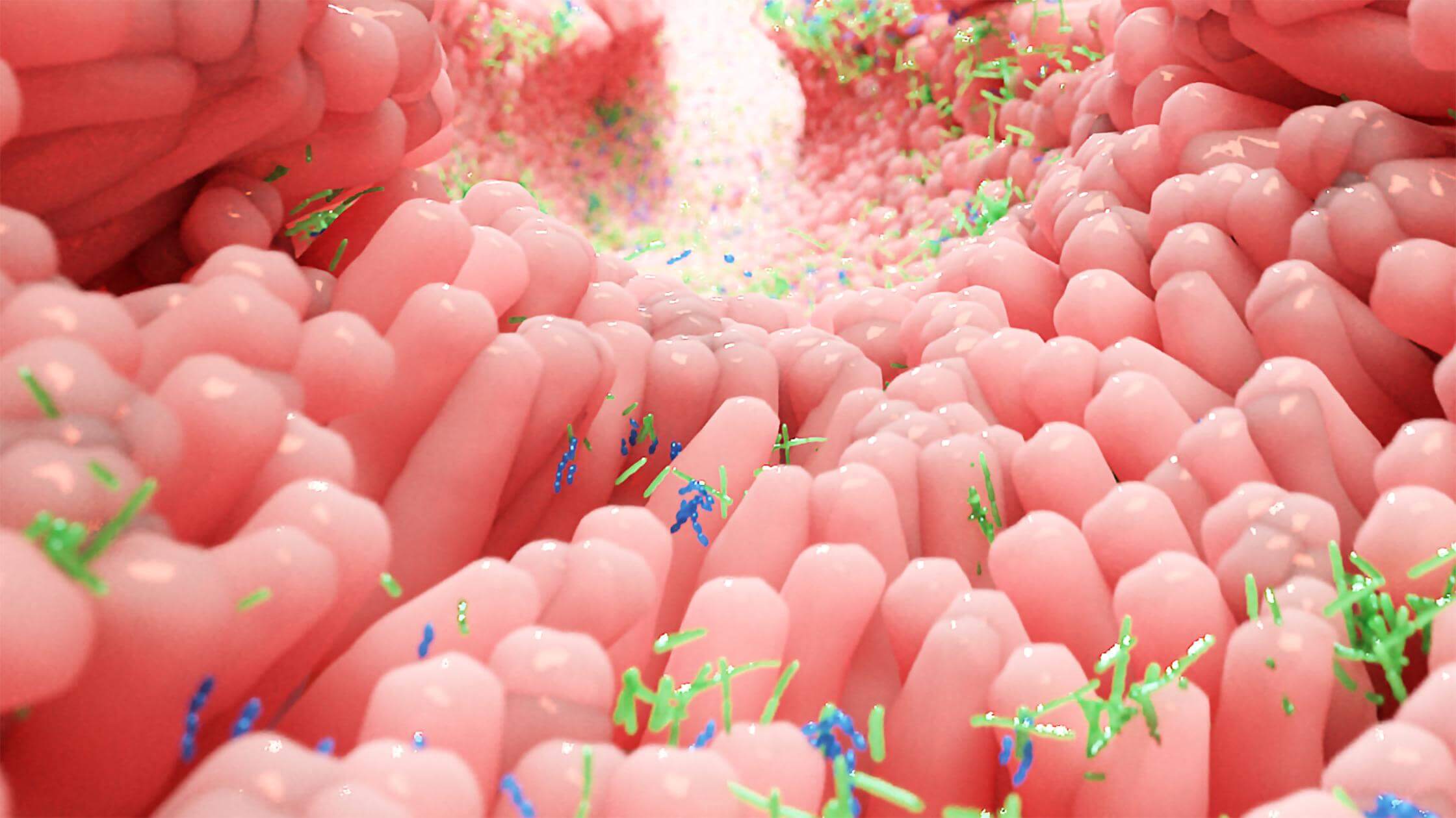 Akkermansia Muciniphila – Super Probiotic